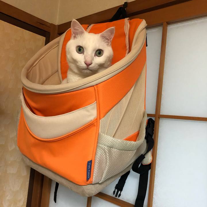 Eb4921ed b8b8 4bdd b0bb 1ec4e2976135 1554118197902