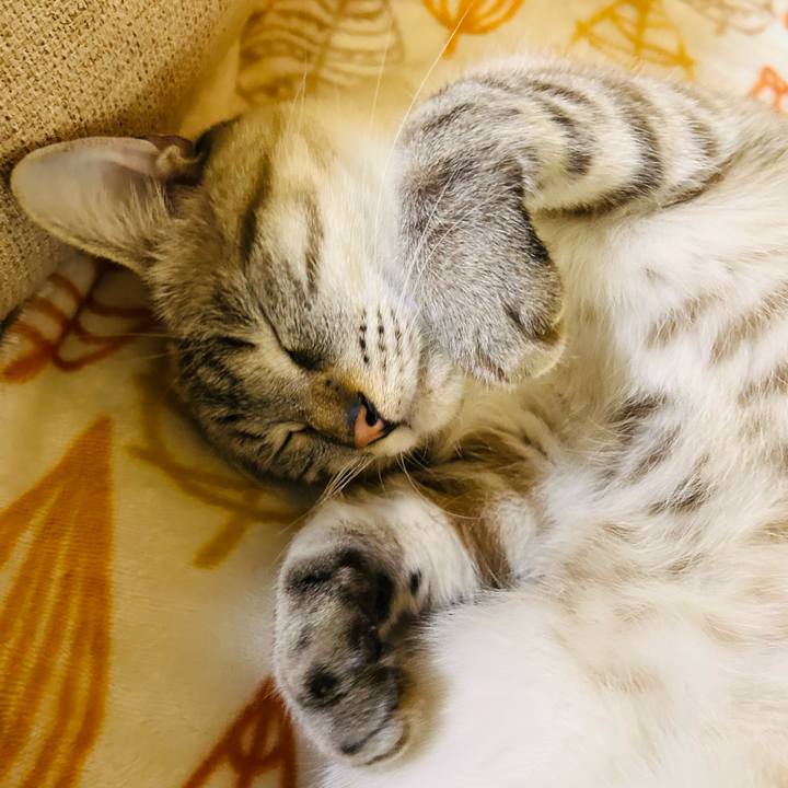 Eb49ec96 f46a 4d5f a285 ee1bfd00097c 1763625728856