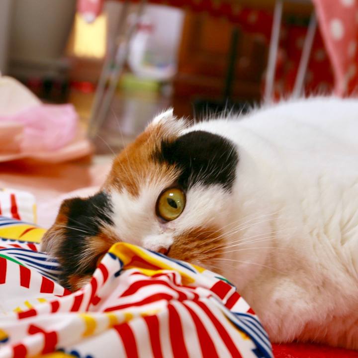 Eb4e2c85 d523 4c2f abcf c8bafcd0c884 1565906341109