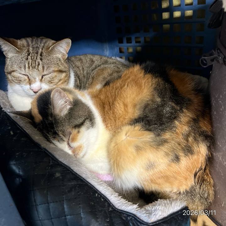 Eb5d280e 1f7e 4158 b171 ed34ad8e735e 1773180186829