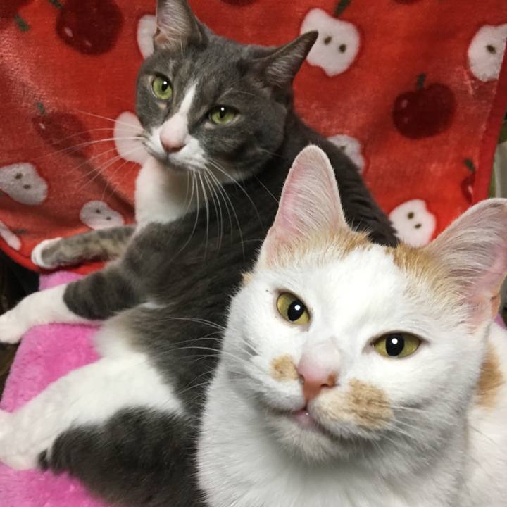 Eb694cf4 29f1 454e b8a9 f0e72a5241d2 1513513110901