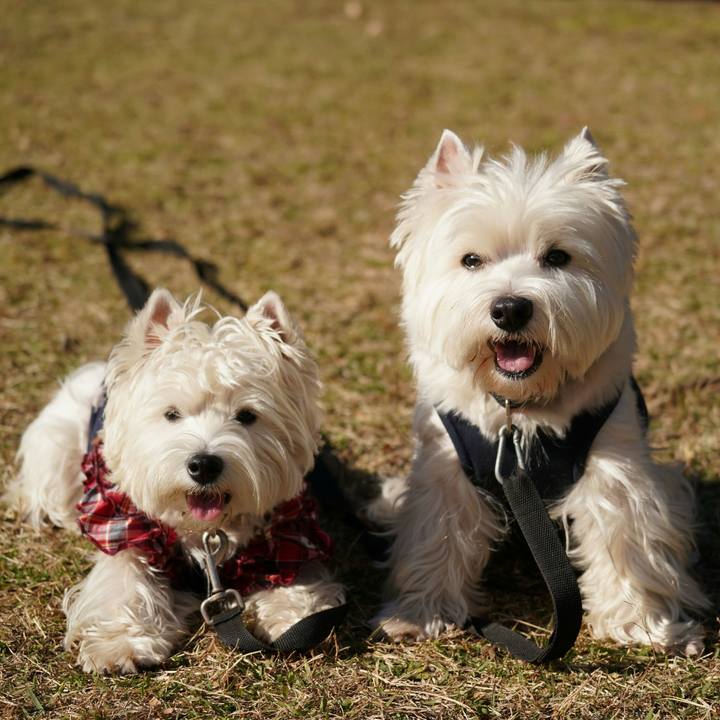 Eb71fa61 d0c9 4b93 962c a1de28597992 1512687153412