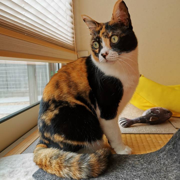 Eb759ea0 8ce8 4fe0 8caf 17b439463c72 1667359649980