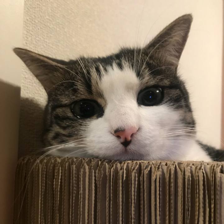 Eb850288 69ef 4b6c bcda 9fdb94042e43 1544018588148