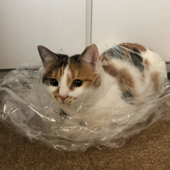 Eb96c453 62ba 4782 923b 4eb0b1c76ea6 1605226236429