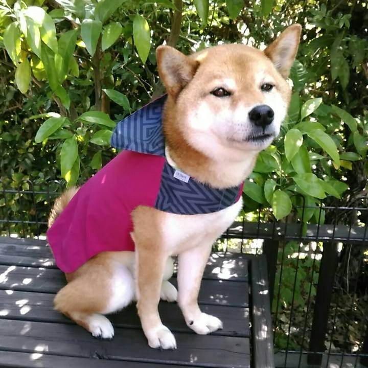 Eb9e261e bac4 4237 b252 d433209328f0 1560471016958