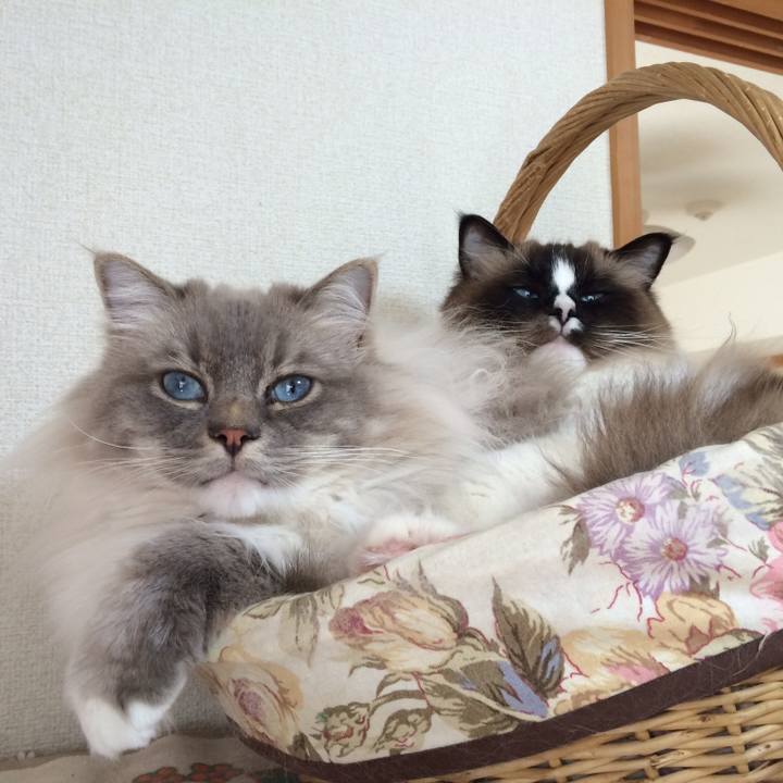 Eba19e63 7d7f 4bfb aa6b d2daa0a26b85 1526596552486