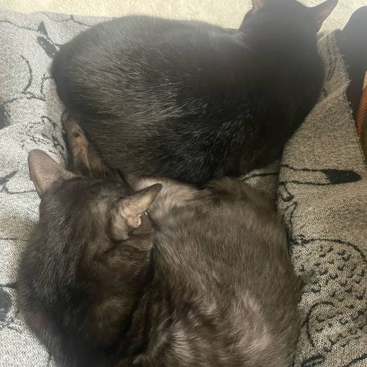 Eba2315e dcfc 4b82 af65 de56d441c8c8 1763704660586