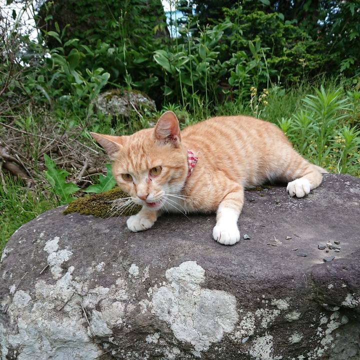 Eba4d3e4 40a5 49cf 9f02 9d8da21eb089 1562145182838