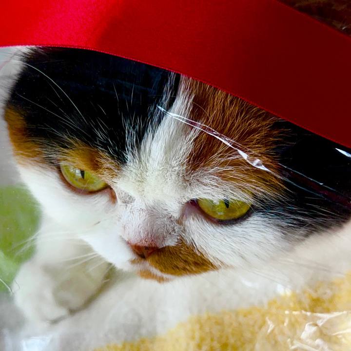 Eba6945f acc3 41d8 959b fd1cd9a870ab 1666915089735