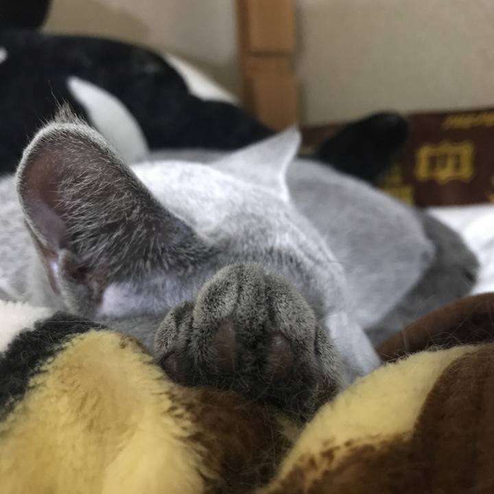 Eba89d59 b452 4e8f be2b 421c191c8071 1510411550045