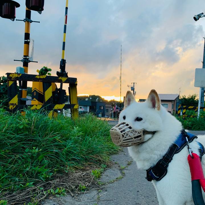 Eba9afb7 2fe1 448e 81c9 6066a73433c3 1660855585486