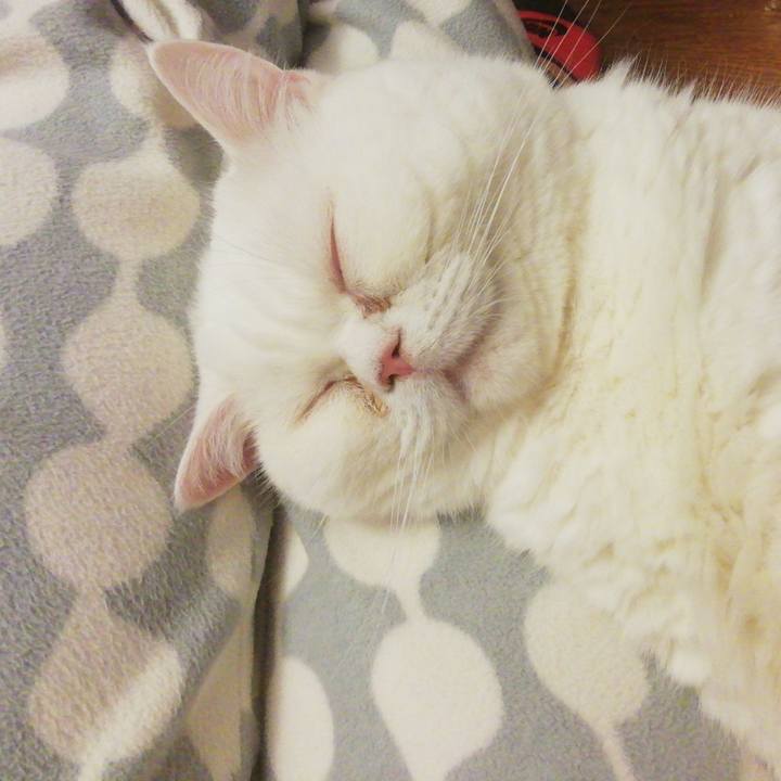 Ebaa0ad4 55bb 4c18 bf93 af829deea25f 1609418252272