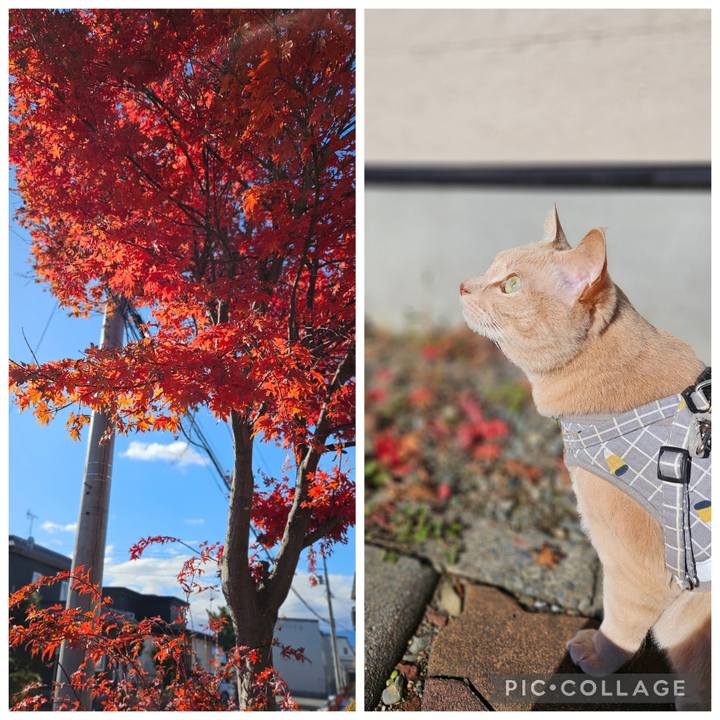 Ebaacdc4 d13a 4526 84ce d91de17d5fb8 1762135560607