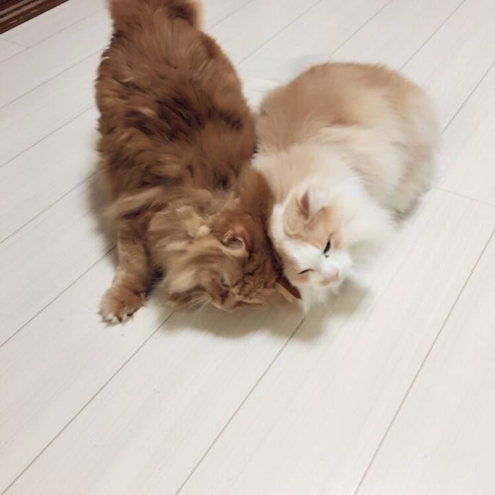 Ebb1393e b4bb 4fdc 8e89 4a03ff35a6d7 1510780443107