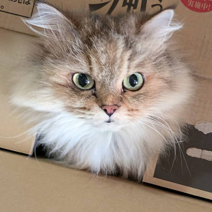 Ebb42b9f 3906 4ccd 9776 e7a9b4eef3a4 1759107733557