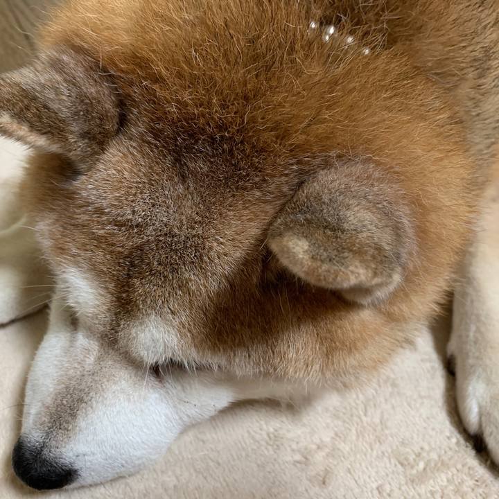 Ebb9827e 5c31 4ede 890b 5edcfa85dc86 1602917415196