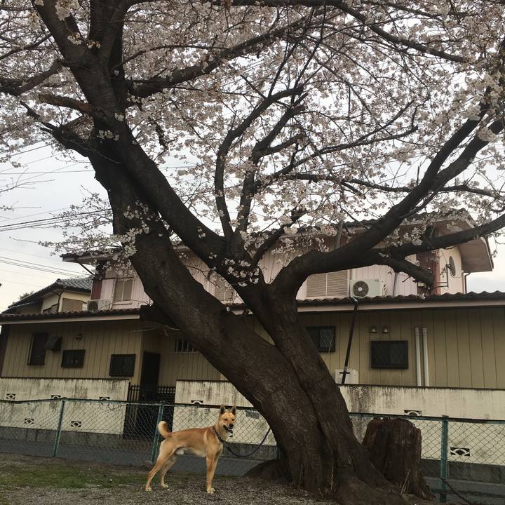 Ebbd4a61 1778 4d10 90a1 1563ee8cbbea 1521874666667