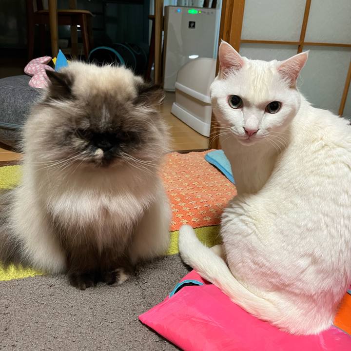 Ebc1ef99 96f2 4ec9 a68a decd36c24a7d 1741090048521