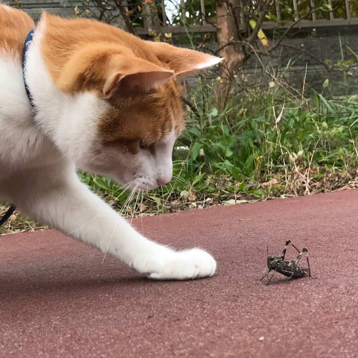 Ebc22e81 3c24 4234 bb97 6c148d1ae7f5 1509509630693