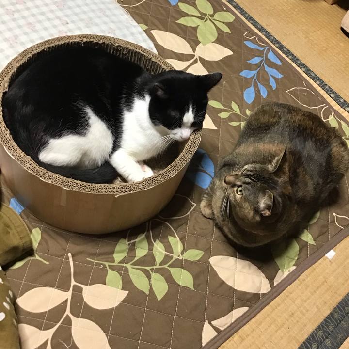 Ebc8b868 4b63 449a b4be 5bf0a7faba2c 1732872570026