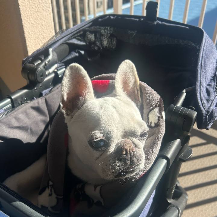 Ebca6111 6587 4acd b90c 9fd2eff28aa2 1736584902498