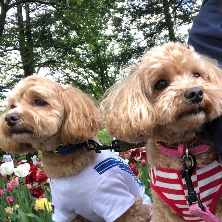 Ebd8acde 1f51 4b0f ae12 254607008f38 1681646758268