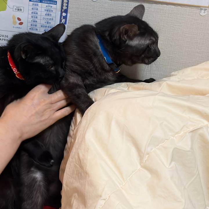 Ebd8c1e5 1173 4656 a459 3fa38cbfe043 1772370133531