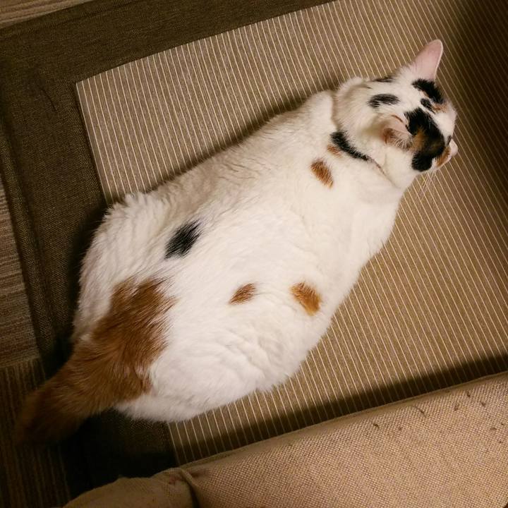 Ebd94d93 674f 44a3 a1b7 78a1289facdc 1535116676194