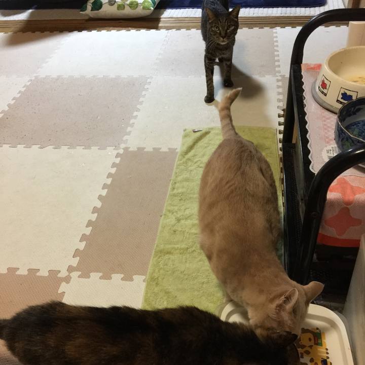 Ebe2b8a6 c017 44d9 b1a8 54ebc4577abf 1533553646151