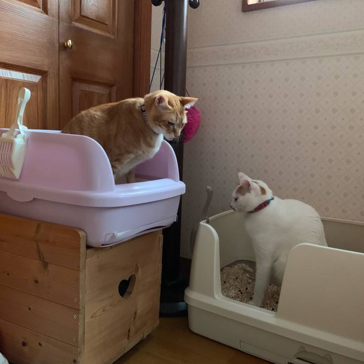 Ebe4cca9 8da4 4aca 9736 f3901e91e8e1 1555366898541