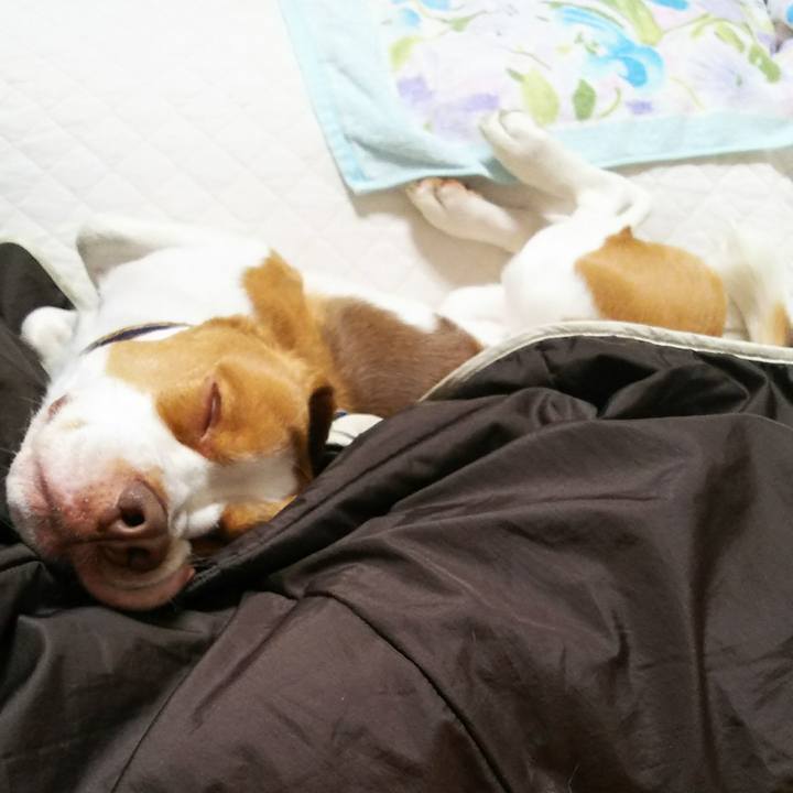 Ebe8ab39 32e5 4b1c ba07 41d79ed5edf2 1511516207452