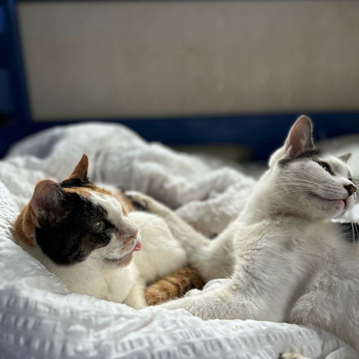 Ebe98b3b 7c00 49bc a507 ecf6aeb3ffa7 1727611866865