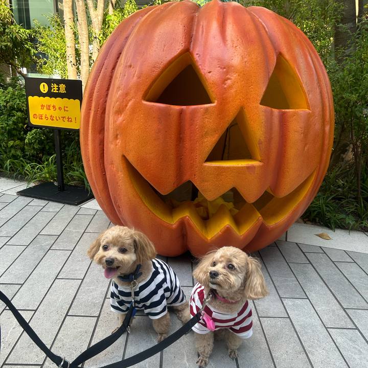 Ebeb049a 088a 4a7d a996 f29565aa921b 1728708674393