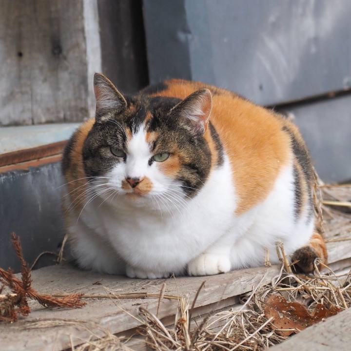 Ebef5cbd 3d25 4194 a31e 6da9330bc655 1769950759828