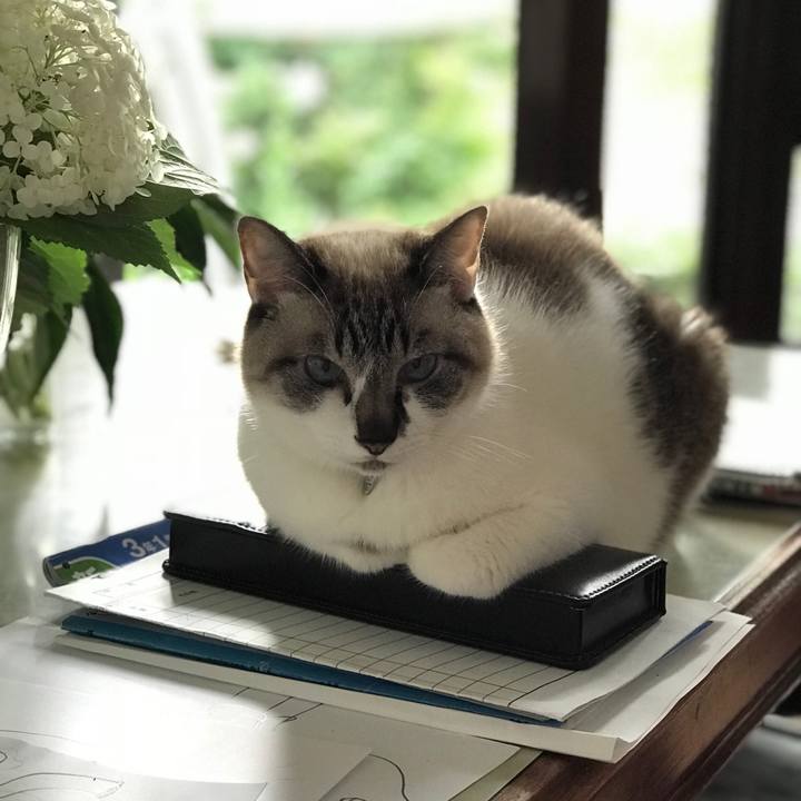 Ebf04b02 4773 43e5 aa6b 3f8cb449be27 1529221629067