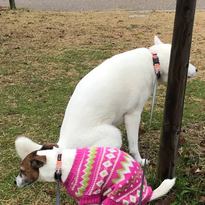 Ebf08676 27d4 4235 becb 1d3e8c962aa6 1511397960796