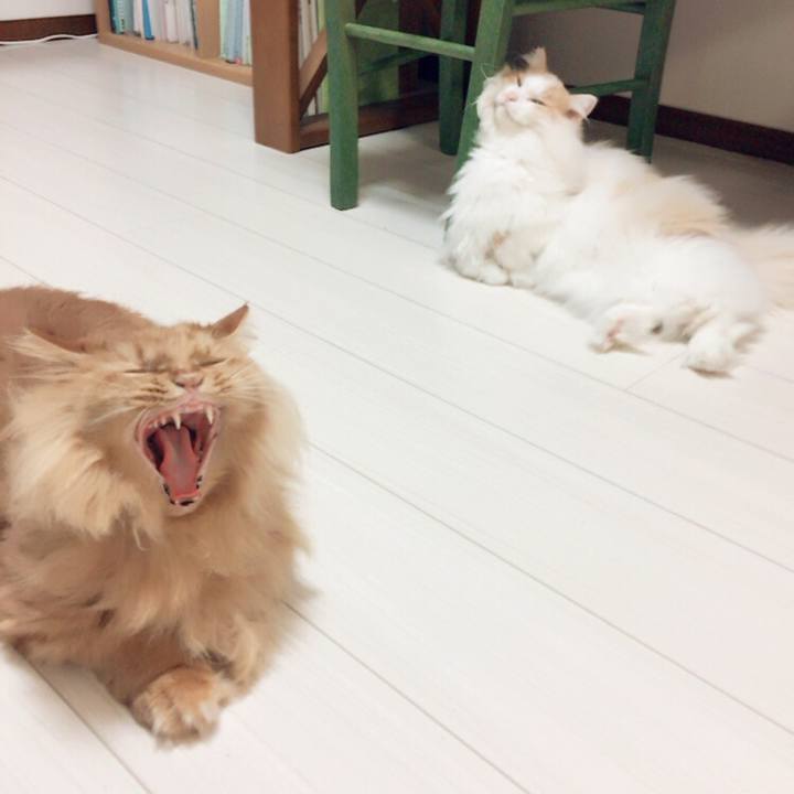 Ebf0b18e 18c6 494d 8332 c7305bb41932 1508881129917