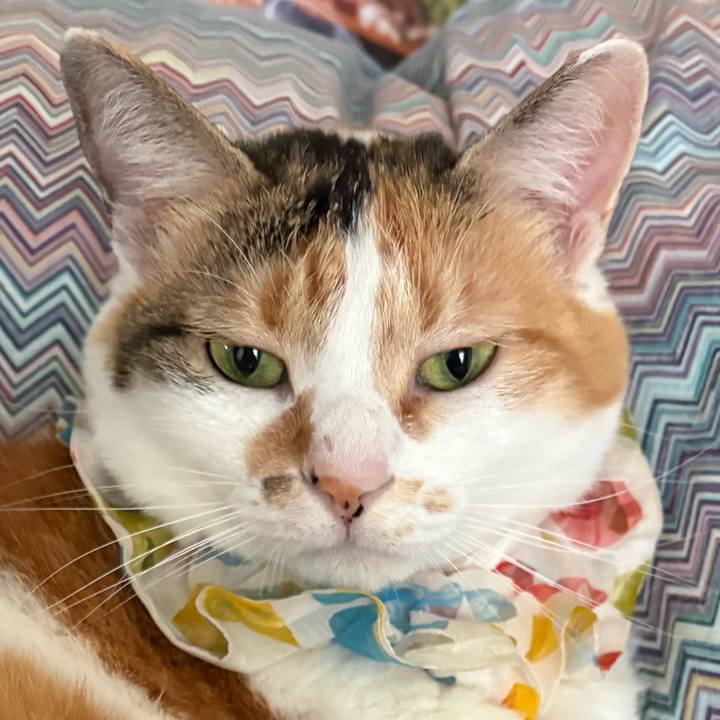 Ebf233c1 c087 40dd a940 1b9938489355 1780707283919