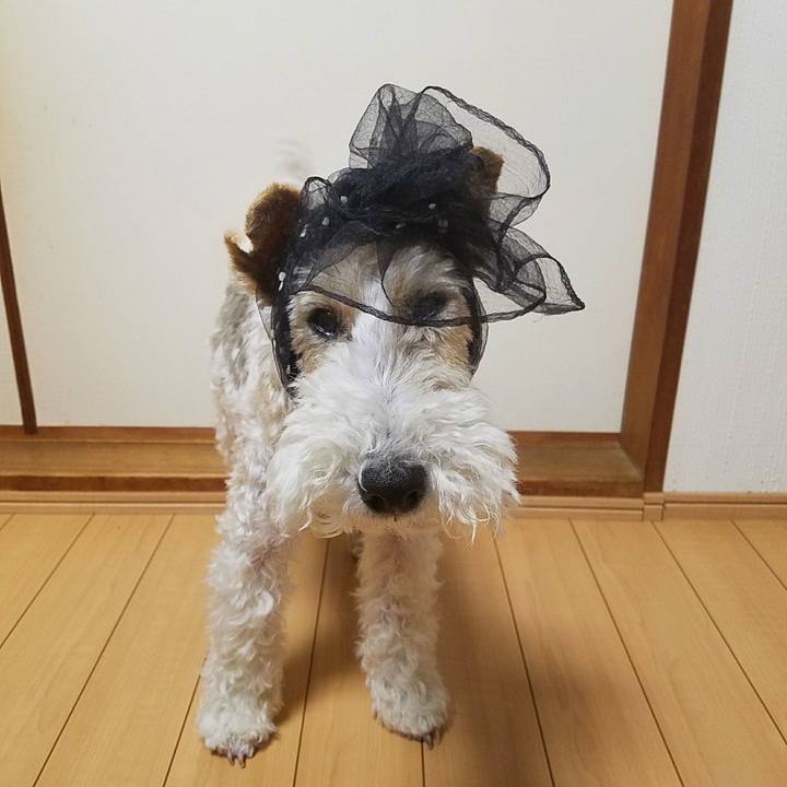 Ebfcb977 86ef 49c1 8404 c19d70ff22ff 1530028131751