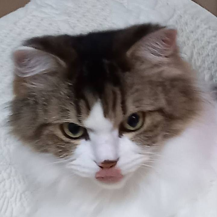 Ebfd1048 89d9 469c 97e4 72343fba0bd6 1670056985950