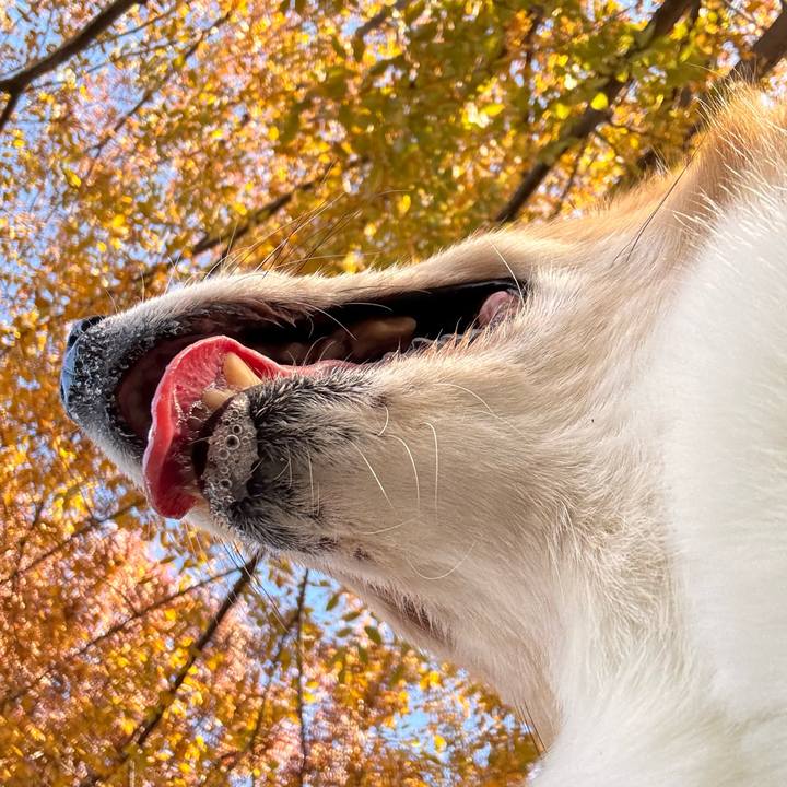 Ebffc811 9077 45b0 a4c8 c5b9e4506d36 1762918158818