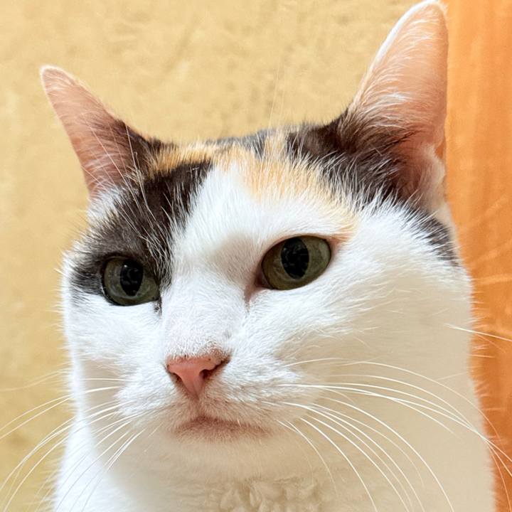 Ec009231 719d 403f a164 d2dba1229a62 1764984331258