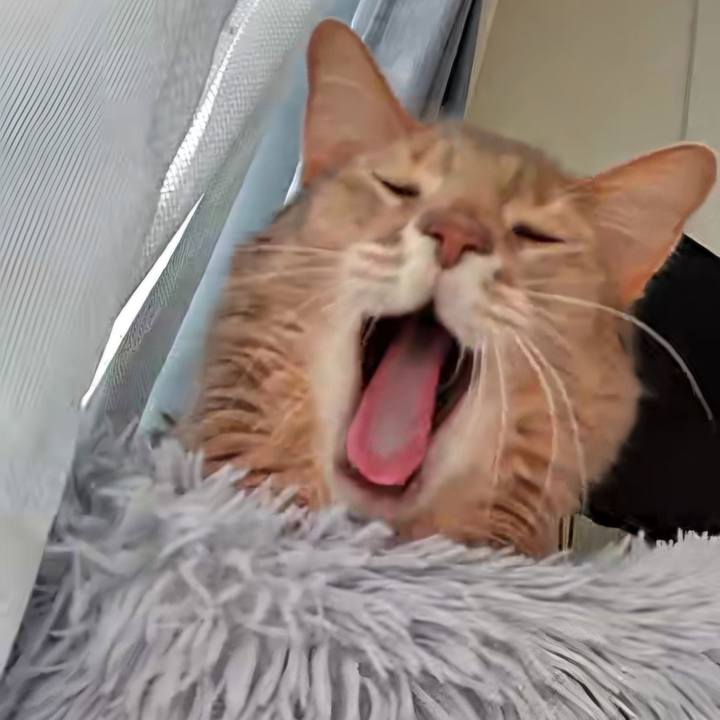 Ec03058c 5e5d 4432 a747 f784329ea452 1740639577838