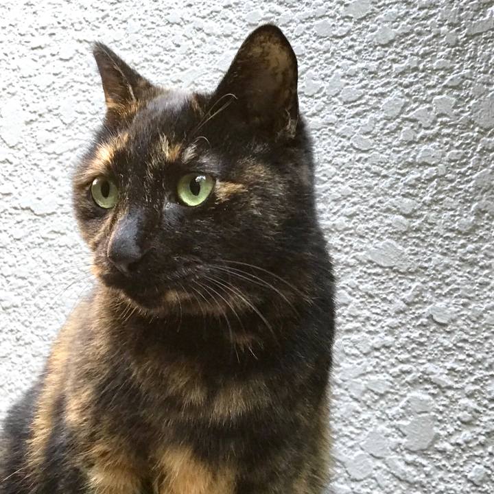 Ec03d0d3 baaf 4e1c 996c bdc6a845565d 1510132999333