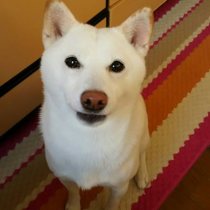 Ec043086 89ee 4c68 bd55 2ff01649697b 1543109272666