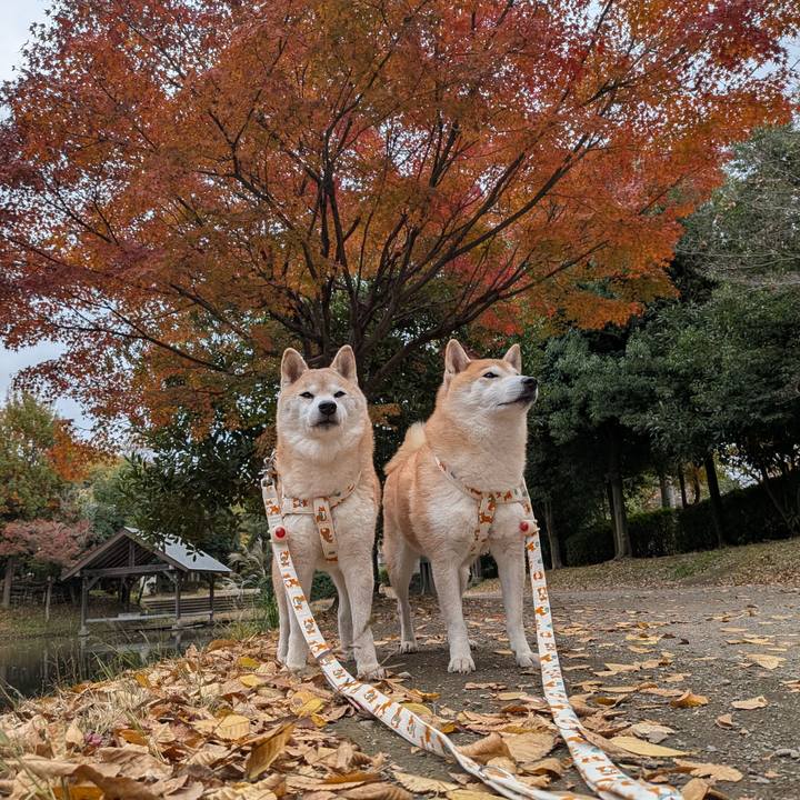 Ec04ea5f 7b5c 4948 b5e8 c4331504dd4d 1763864670070