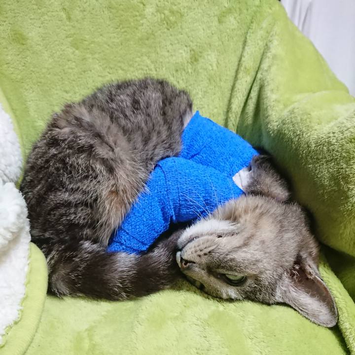 Ec096cd2 2bfb 48bc 82cc 1b0c2de7f064 1586778871325