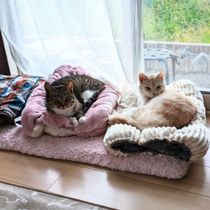 Ec0b4546 7c65 42c3 9cd9 8453c65c8a6d 1699063935455