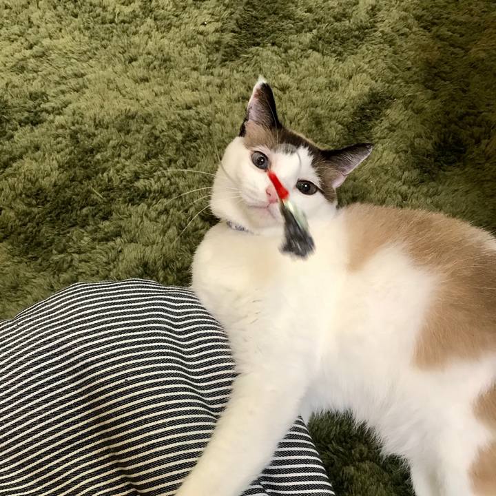 Ec101a1d aa30 4569 9a40 852cb41ab5d1 1596159897773